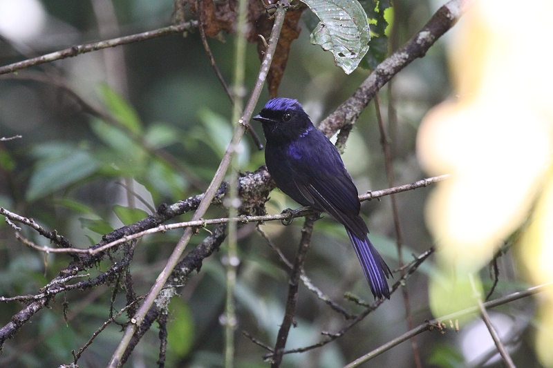 �R���q�^�L�̃I�X