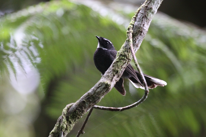 �m�h�W���I�E�M�q�^�L