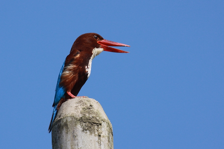 �A�I�V���E�r��