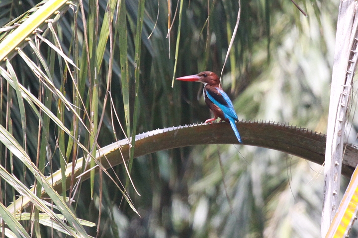 �A�I�V���E�r��