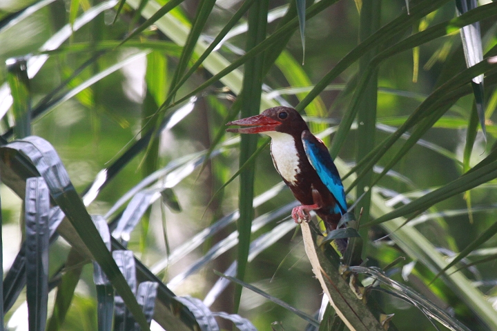 �A�I�V���E�r��