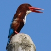 White-throated Kingfisher �A�I�V���E�r��