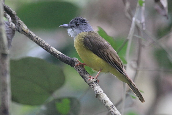 �n�C�K�V���A�S�J�������q���h��