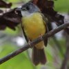 Yellow-bellied Bulbul �n�C�K�V���A�S�J�������q���h��