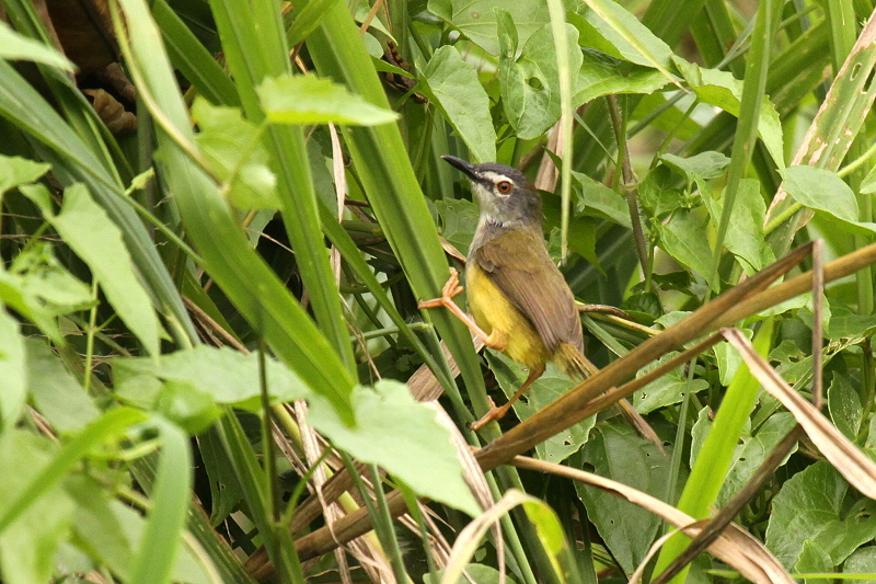 �}�~�W�����V�N�C