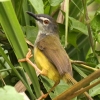 Yellow-bellied Warbler �}�~�W�����V�N�C