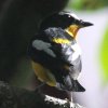 Yellow-rumped Flycatcher �}�~�W���L�r�^�L