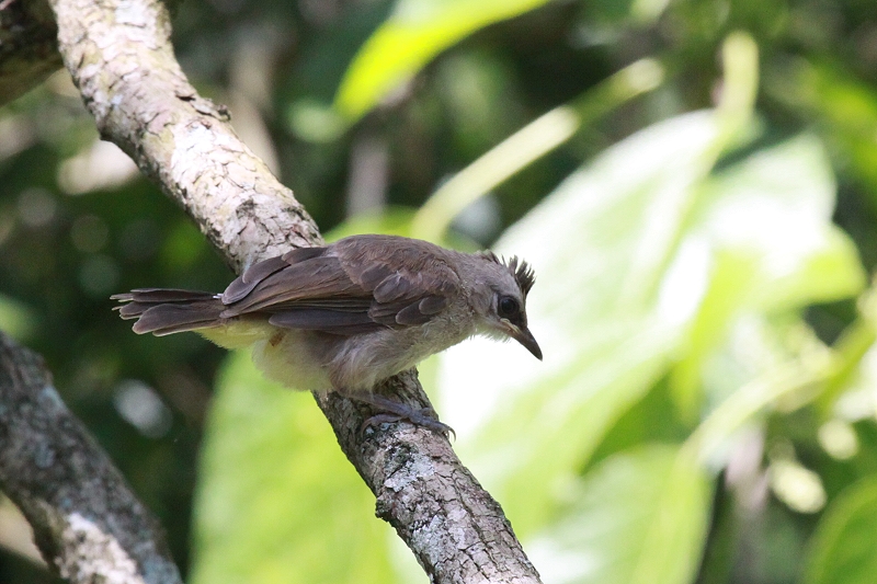 ���O���q���h��