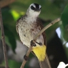 Yellow-vented Bulbul ���O���q���h��