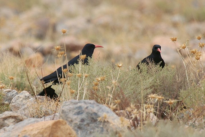 Chough �x�j�n�V�K���X