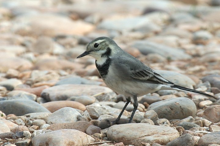 �n�N�Z�L���C