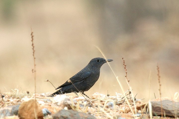 �C�\�q���h��