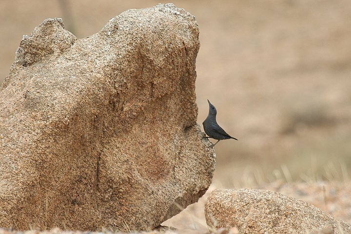 �C�\�q���h��