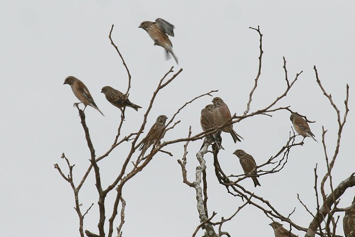 ���l�A�J�q��