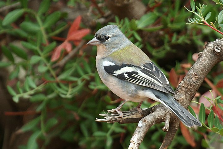 �Y�A�I�A�g���̖k���A�t���J����