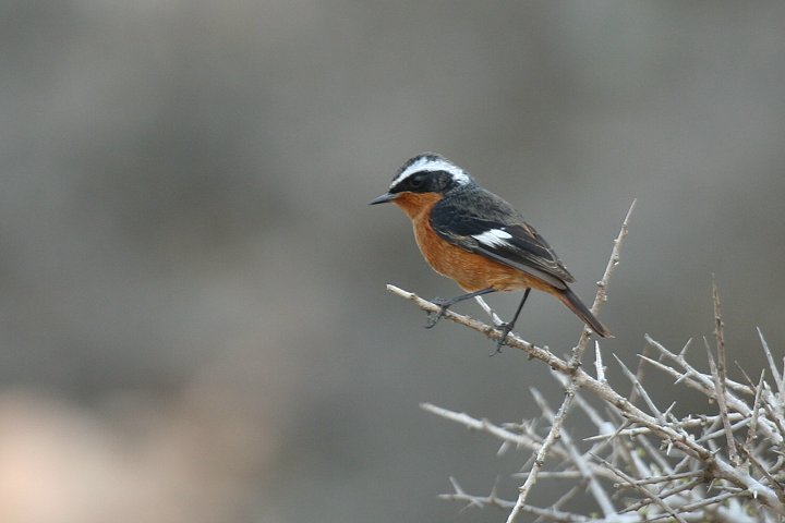 �n�`�}�L�W���E�r�^�L