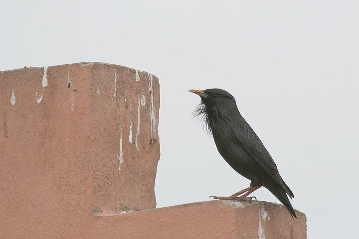 ���W�z�V���N�h��