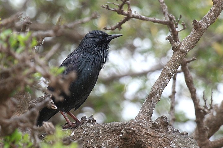 ���W�z�V���N�h��