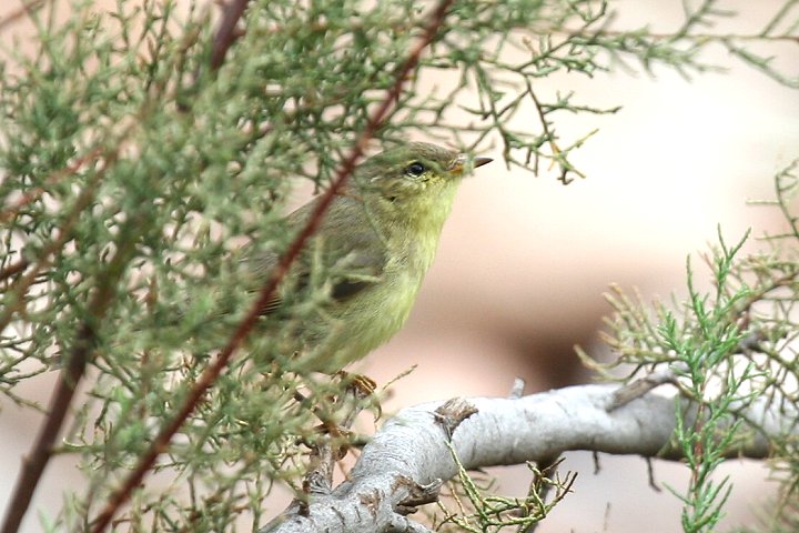 �L�^���i�M���V�N�C