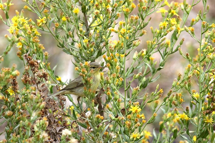 �L�^���i�M���V�N�C