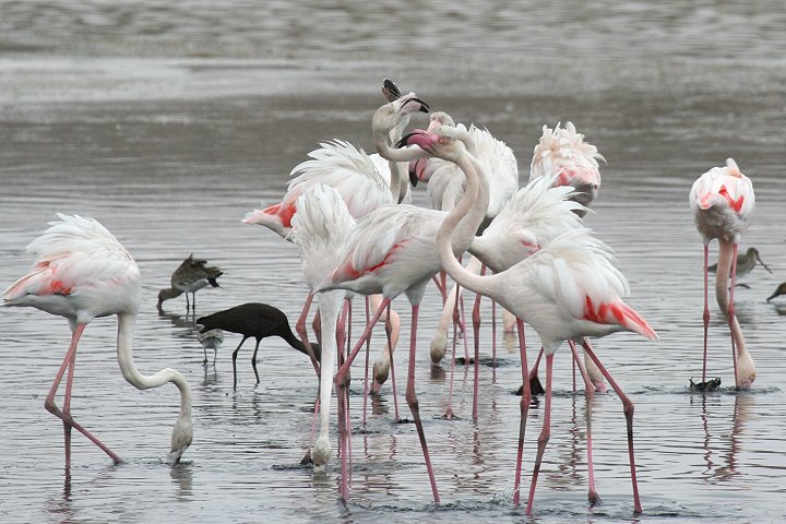 ���[���b�p�t���~���S