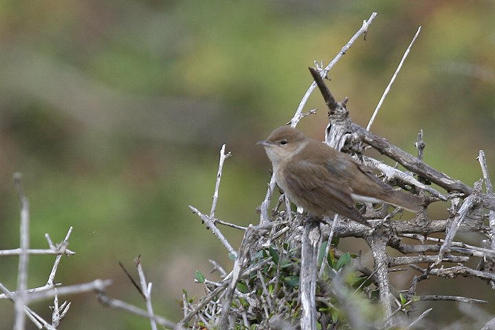 �j�����V�N�C