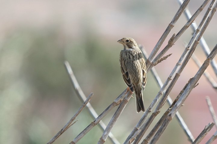 �n�^�z�I�W��