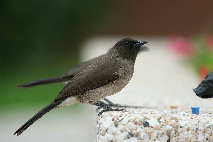 �A�t���J�q�����h���̊��