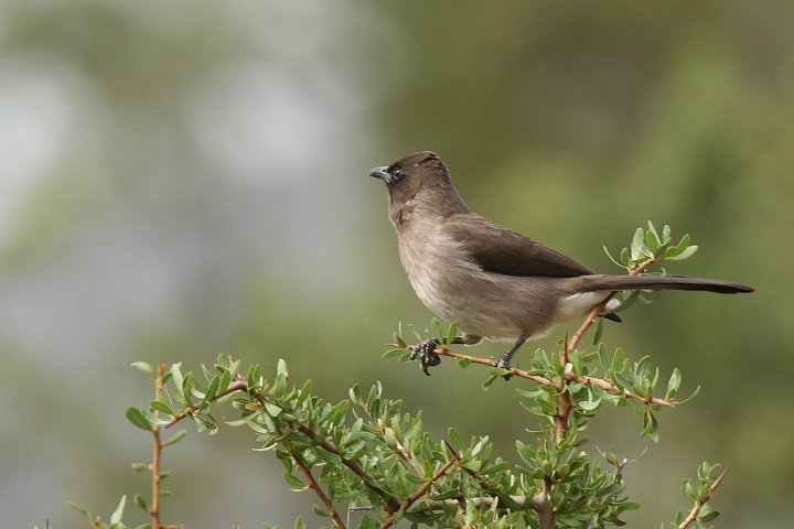 �A�t���J�q�����h���̊��