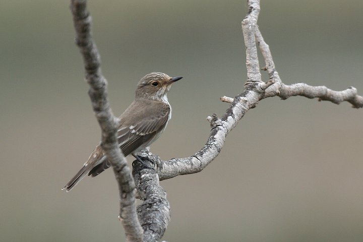 ���i�t�q�^�L