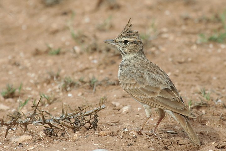 �J�������q�o��