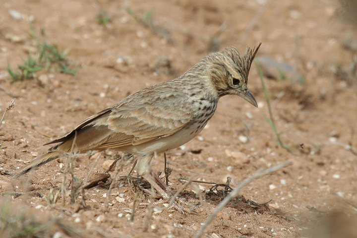 �J�������q�o��