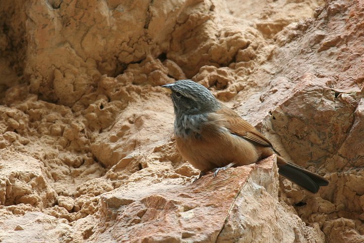 �C�G�z�I�W��