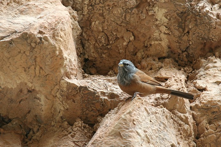 �C�G�z�I�W��