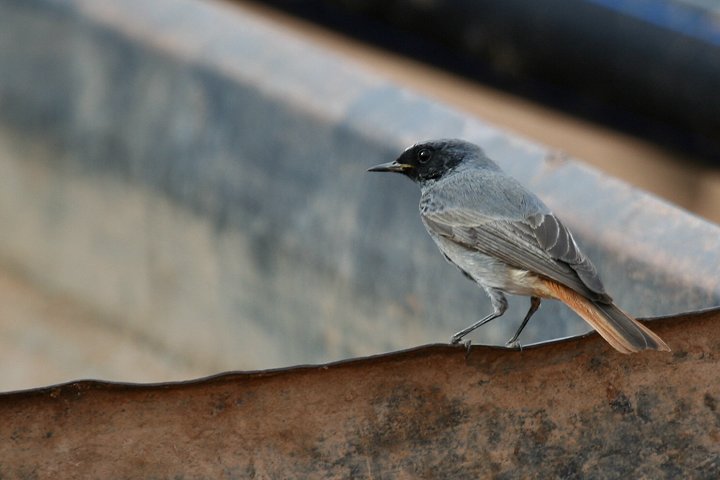 �N���W���E�r�^�L�̃I�X