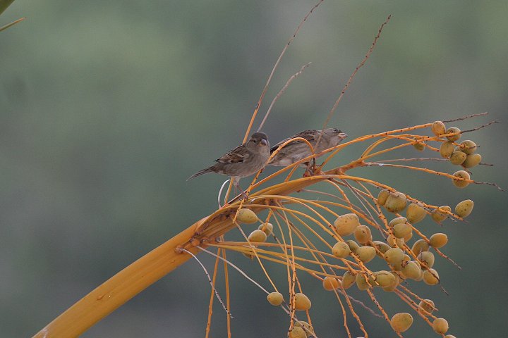 �C�G�X�Y��