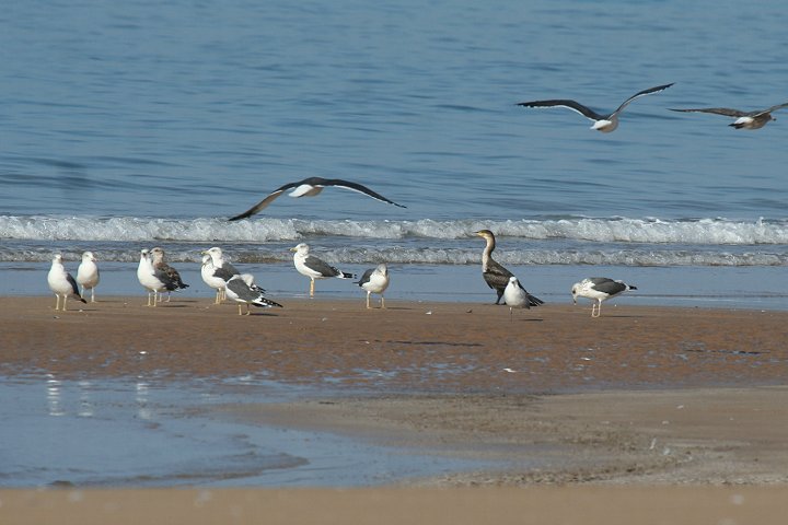 �j�V�Z�O���J����