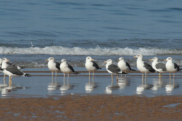 �j�V�Z�O���J����