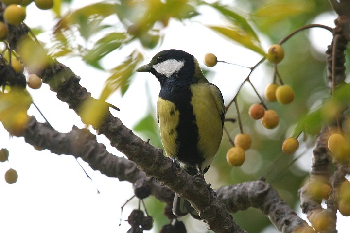 �V�W���E�J��