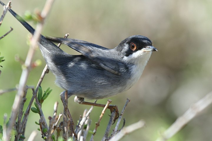 �N���K�V�����V�N�C�̃I�X