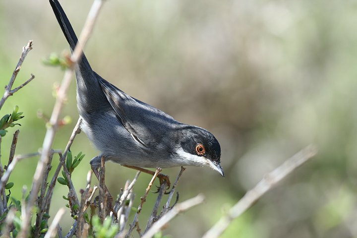 �N���K�V�����V�N�C�̃I�X