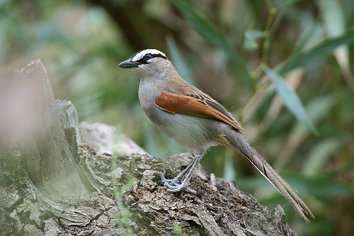 �`���C�����u���Y