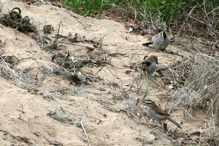 �`���C�����u���Y