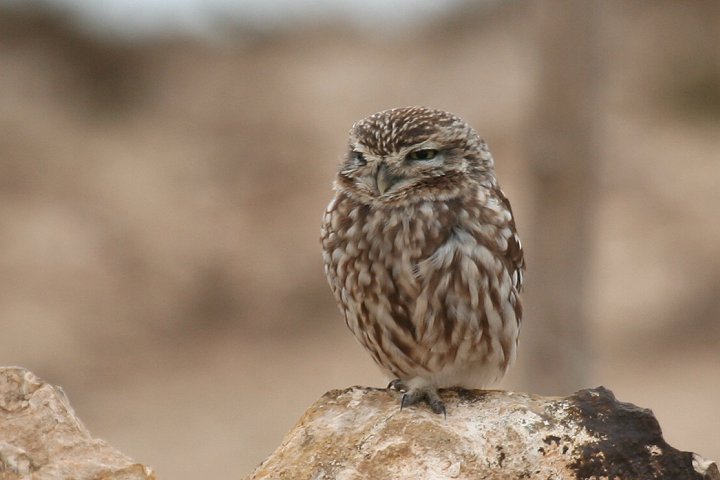 �R�L�����t�N���E