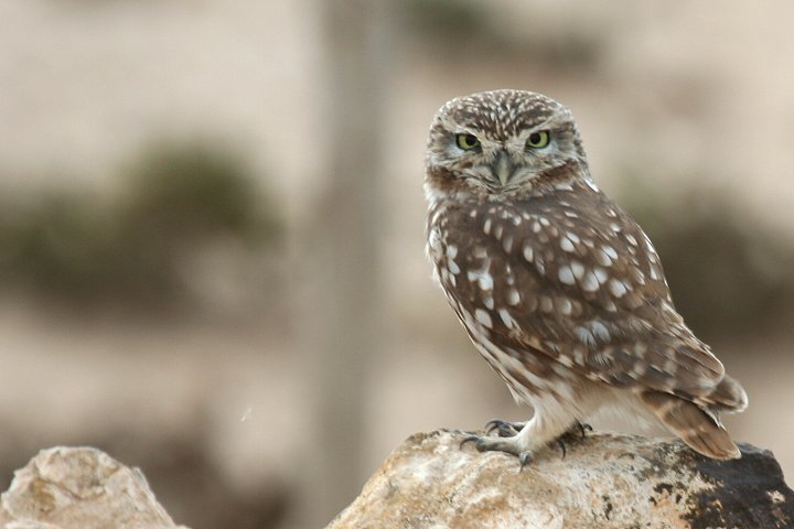 �R�L�����t�N���E