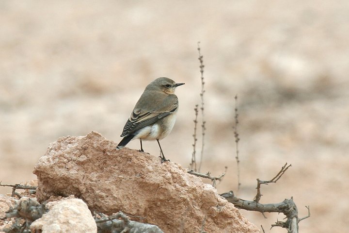 �n�V�O���q�^�L