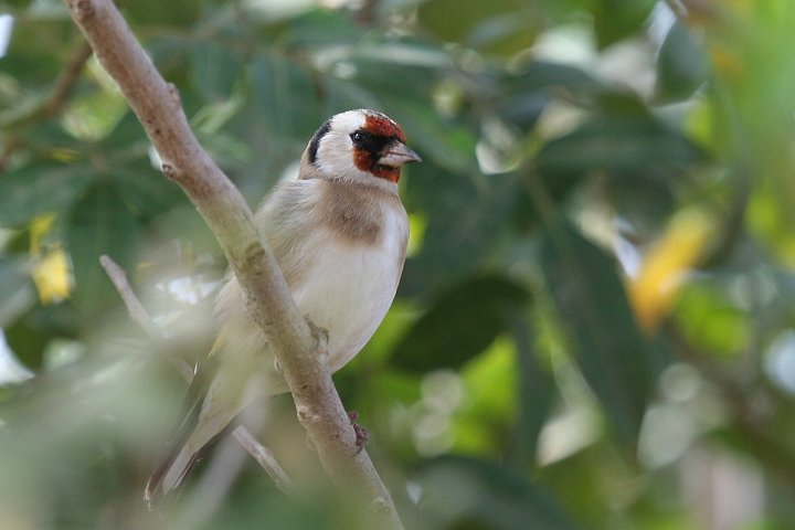 �S�V�L�q��