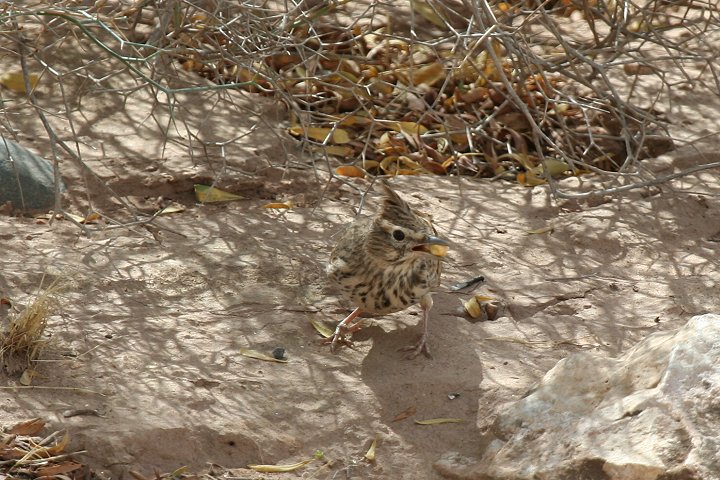 �R�o�V�J�������q�o��