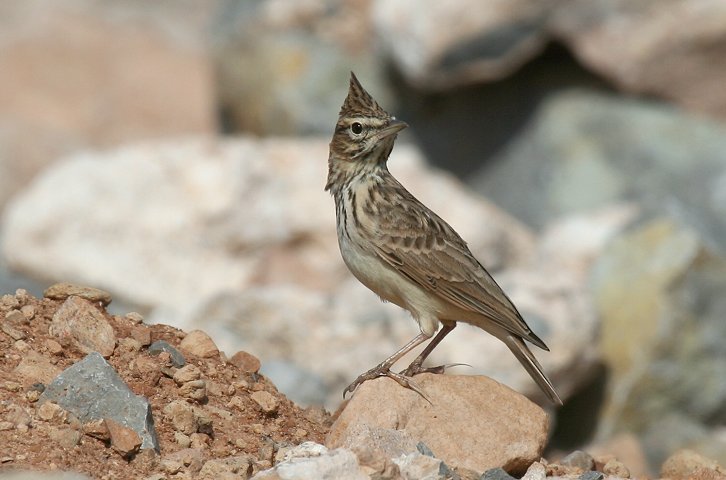 �R�o�V�J�������q�o��