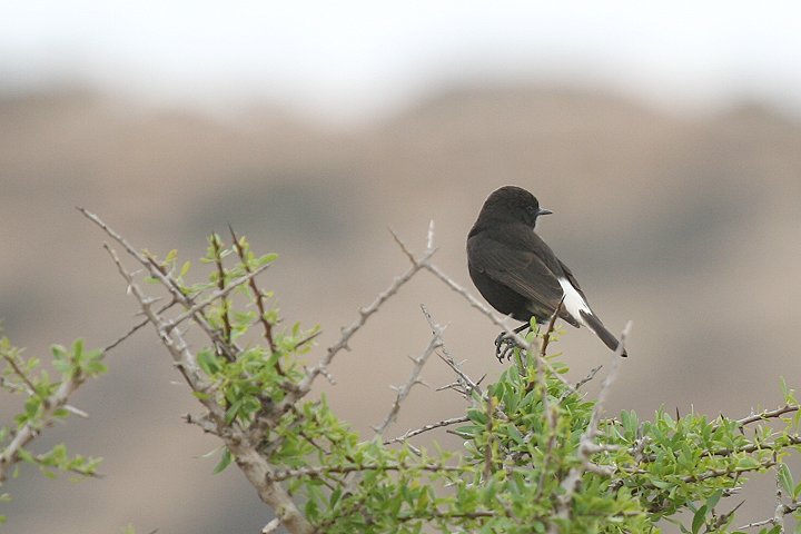 �N���T�o�N�q�^�L